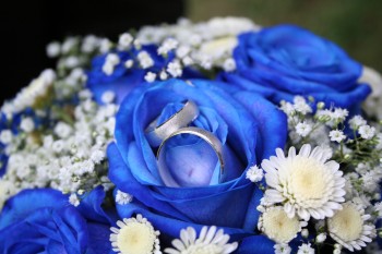 blue-roses